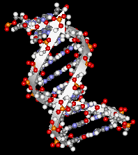 An image of the structure of DNA