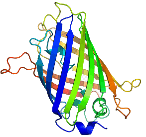 Structure of GFP - click for 3D structure