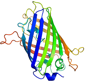 Structure of GFP - click for 3D VRML structure