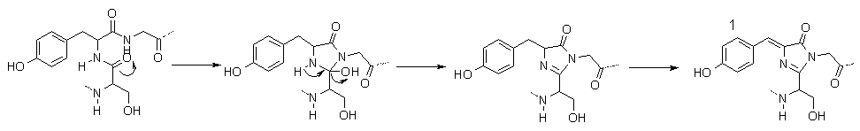 Mechanism for formation of the chromophore of GFP