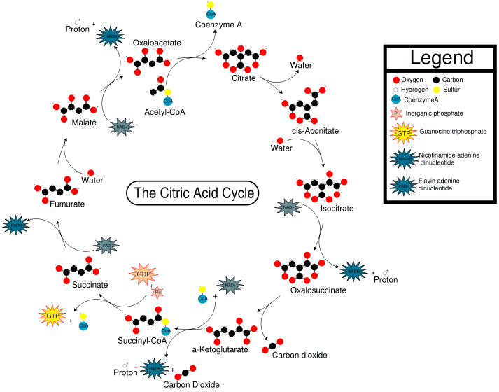 The Citric acid cycle (taken from Wikipedia)