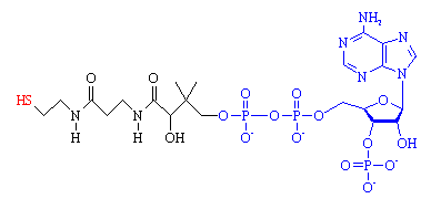 chm.bris.ac.ukCoenzyme A. The 'business end' chm.bris.ac.ukCoenzyme A. The 'business end'