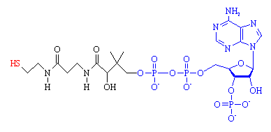 CoA - click for 3D VRML structure