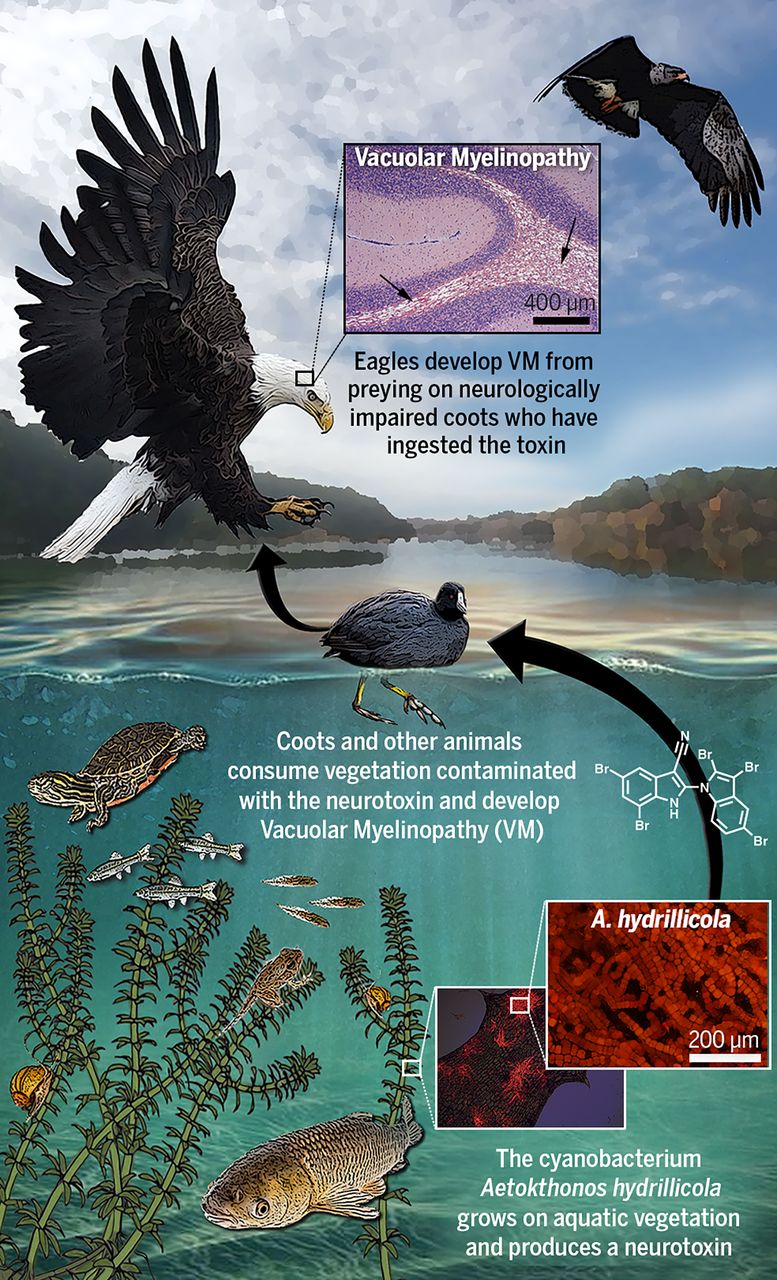 Toxin transmission from cyanobacteria to the bald eagle