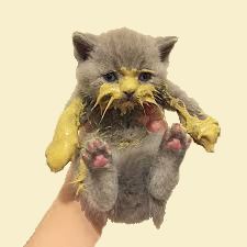 A kitten that ate too much mustard