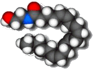 Anandamide - click for 3D structure