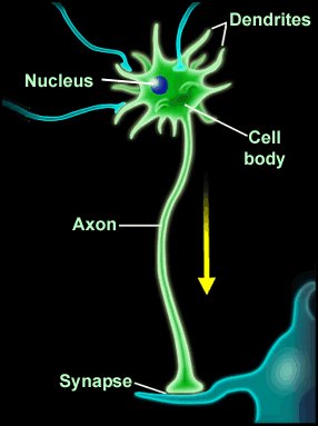 Neurotransmitters in a  nerve synapse
