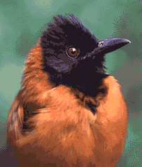 Photograph of Hooded Pitohui (image coutesy of John P. Dumbacher, California Academy of Sciences)