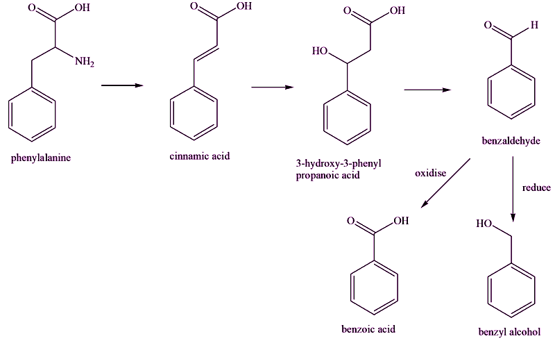 Biosynthesis of benzoic acid