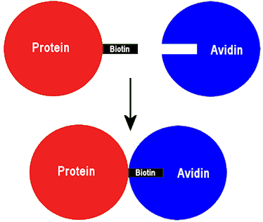 Biotin-avidin forming an adduct
