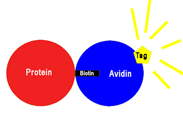 A fluorescent ‘tag’ molecule that is bonded to avidin