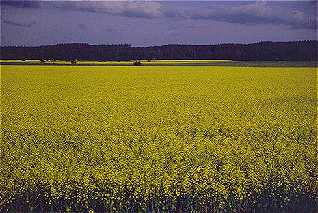 A field of Brassicas