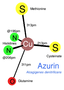 Azurin geometry around copper