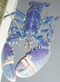 A blue lobster caught off the west coast of ireland