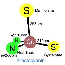 Plastocyanine geometry
 around the copper