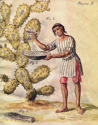 Scraping cochineal from the leaves of prickly pears