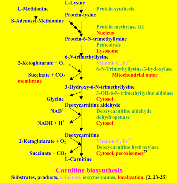 Fig4.gif (53105 bytes)