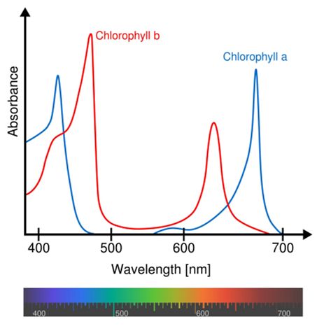 Absorption spectra of chlorophyll
