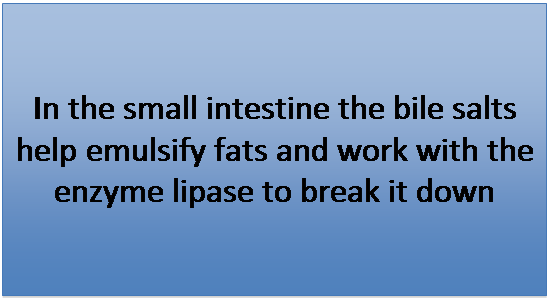 Text Box: In the small intestine the bile salts help emulsify fats and work with the enzyme lipase to break it down