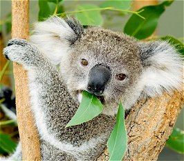 A koala eating Eucalyptus leaves