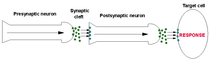 diagram of signal transmission along a neuron