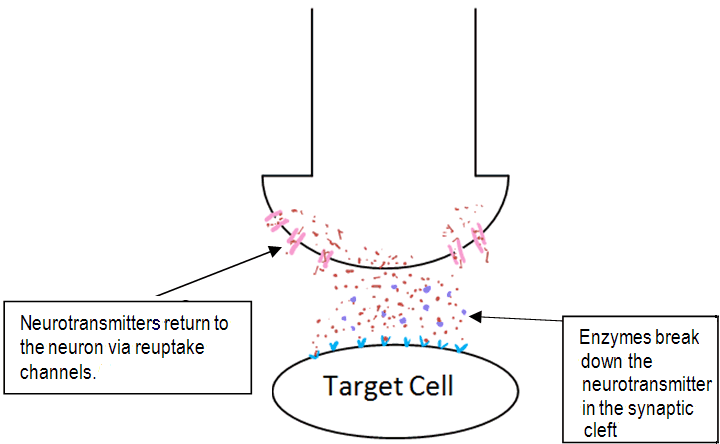 Processes occurring at the synapse