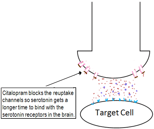 Citalopram acting on the synapse