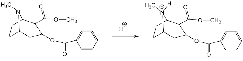 Extraction of cocaine