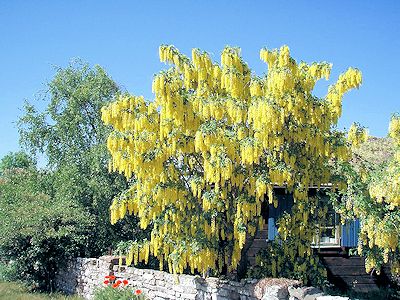 A common laburnum tree in bloom