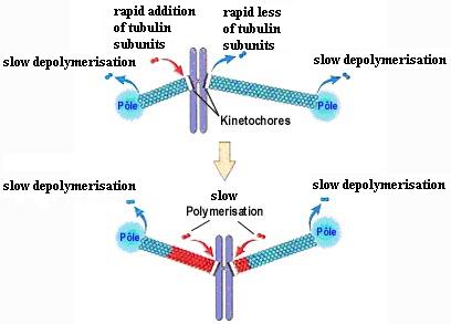 the prometaphase
