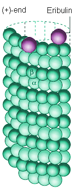 Eribulin attaching to a microtuble