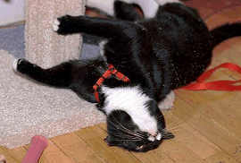 A cat going crazy on catnip