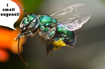 An orchid bee hovering
