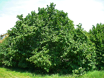 Hazel tree