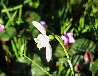 Caucasian snowdrop