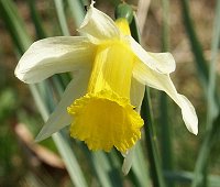 Wild daffodil