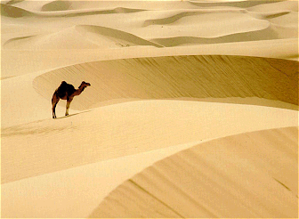 Camel looking for water