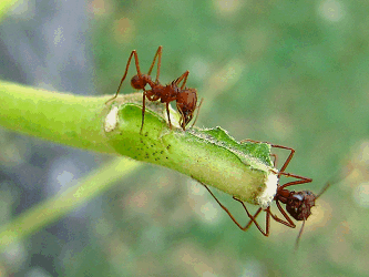 Texan leaf-cutter ant