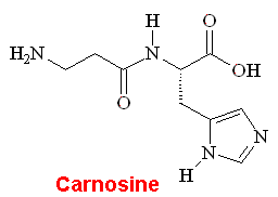 Carnosine - click for 3D structure