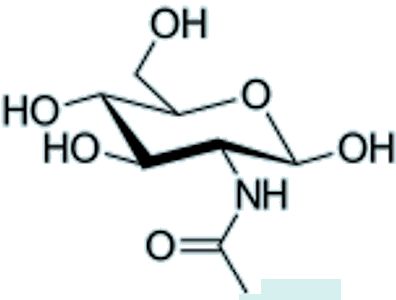 N-acetylglucosamine