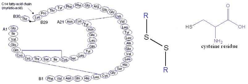 Structure of insulin