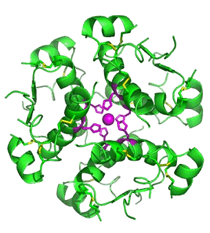 Computer-generated image of six insulin molecules assembled in a hexamer