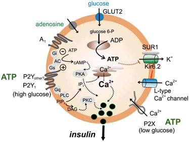 The insulin secretion mechanism