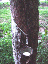Latex dripping froma  tree