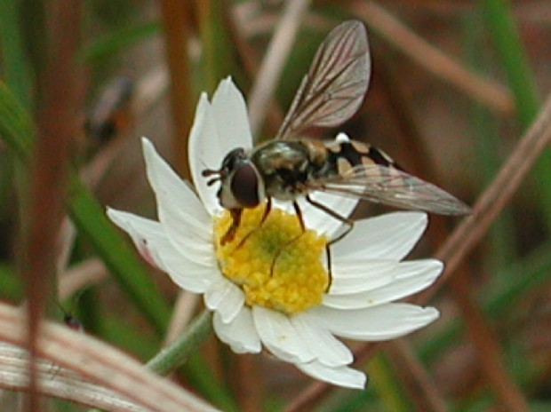 Fly possibly pollinating a daisy