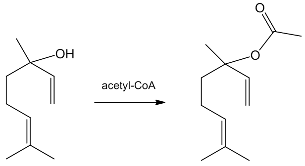 Synthesis of linalyl acetate