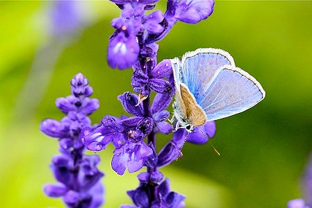 Lavender - http://commons.wikimedia.org/wiki/File:Butterfly_on_the_Lavender_(5982214456).jpghttp://commons.wikimedia.org/wiki/File:Butterfly_on_the_Lavender_(5982214456).jpg