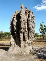A termite Cathedral