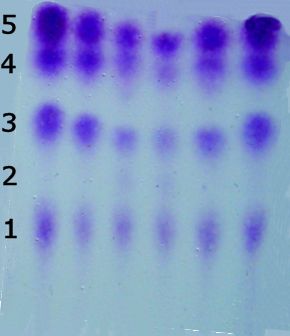 A chromatogram of a protein sample stained purple with ninhydrin