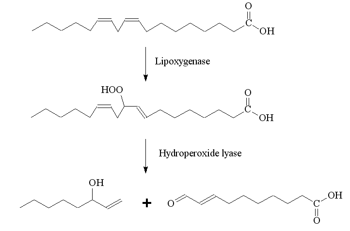 Biosynthesis of octenol